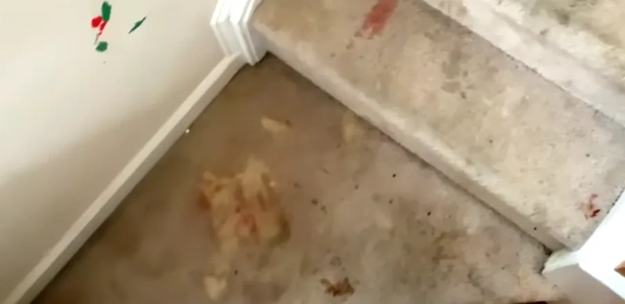 Pet odor rug cleaning treatment in Medford, OR